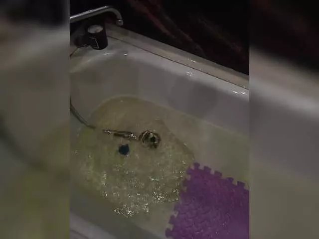 ksusha228ks on BongaCams