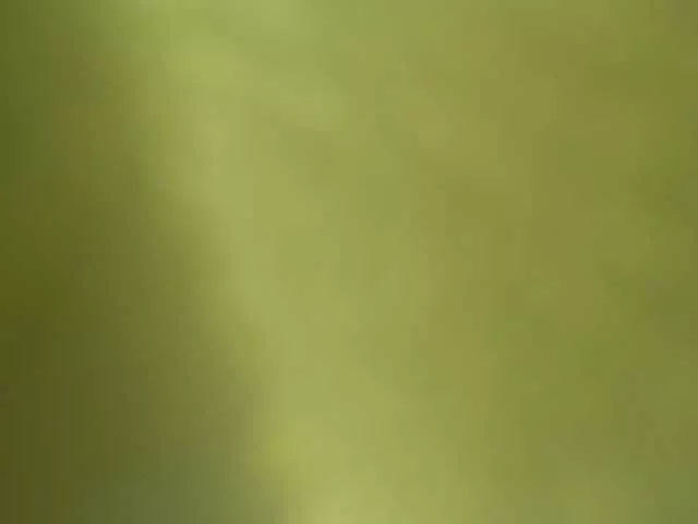 Offline Laylafoxy-tay on BongaCams