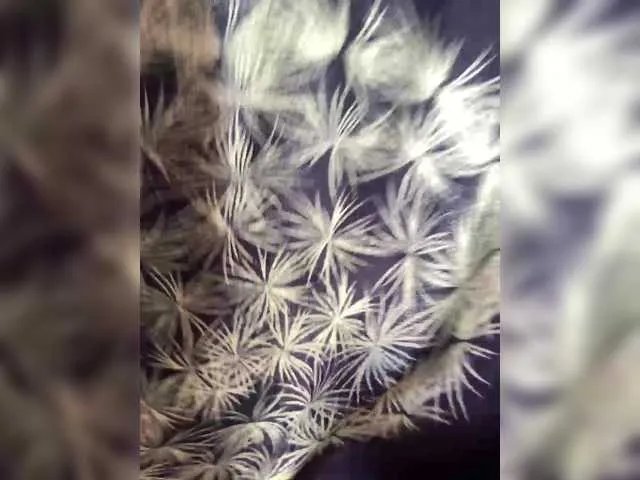 Make-IT-Nasty on BongaCams