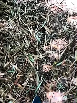 Blanco2023 on StripChat