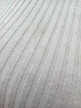 chaoanh11 on StripChat