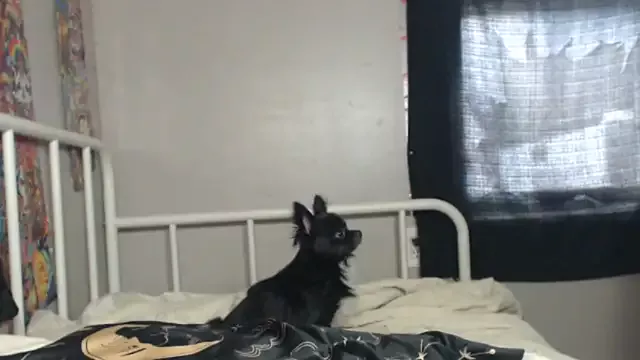 Offline London_Ray on StripChat