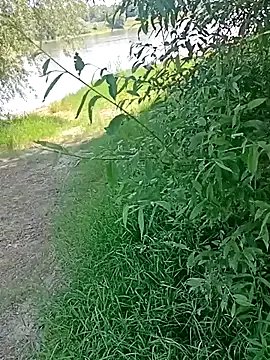 Saysomething3 on StripChat