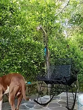 sebasxx97 on StripChat