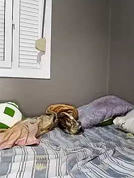 Freechat Su_Duarte_1 on StripChat